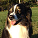 Andy - RDA's photo sent via text with a selfie, March 4, 2012: 'Two Dogs.'