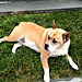 Andy & Daisy - RDA's photo sent via text, October 4, 2012: 'Partial update coming 4th A little at a time, perhaps.'