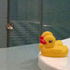 Richard's picture of rubber ducks in South Africa