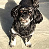 Richard's photo of his dog, Poppy