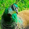 Richard's photo of a peacock