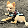 Richard's photo of a dog at the Texas convention
