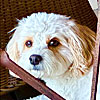 Richard's photo of Archie