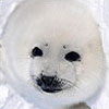 Baby seal